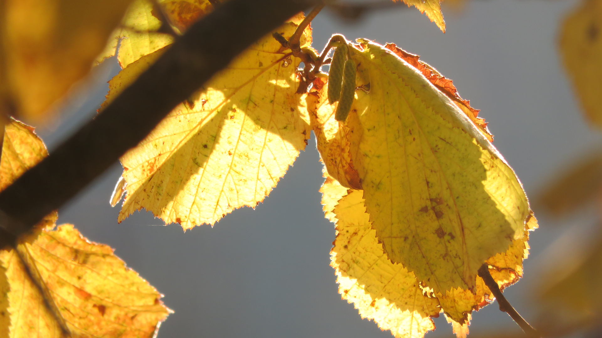 Wandergruppe Herbst 4 | © DAV Kulmbach Wandergruppe